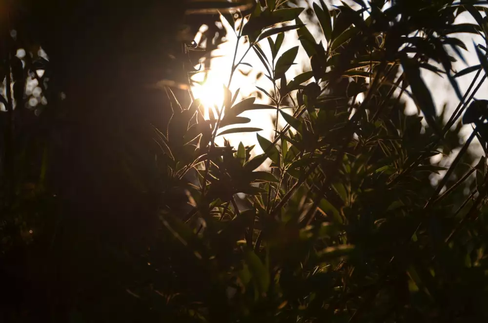 Kdy Začnou Zabírat Antibiotika