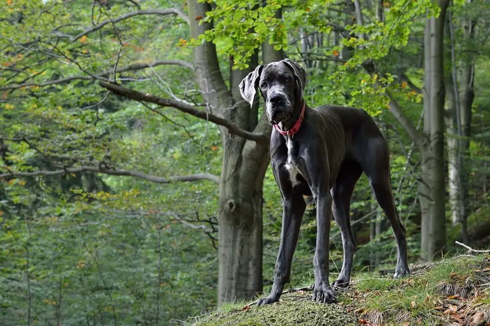 Vraceni Dane